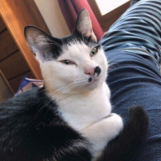 目を細めるMix猫