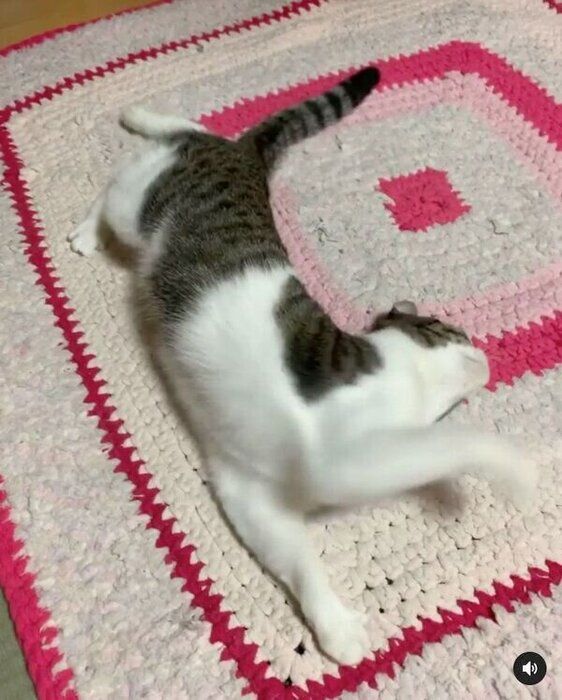 ゴロゴロするにゃんにゃんちゃん