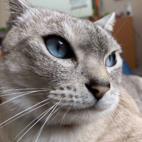 たそがれる猫