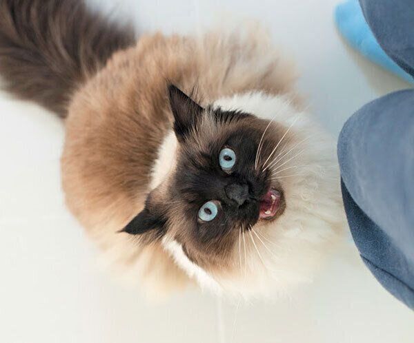 鳴いている猫