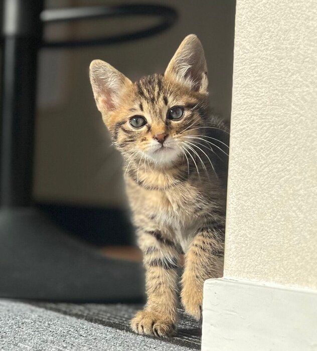 生後1カ月半のとんこつくん。