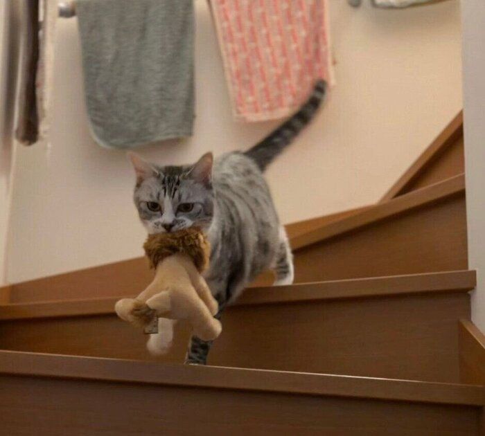 ライオンのぬいぐるみを運ぶ春くん。