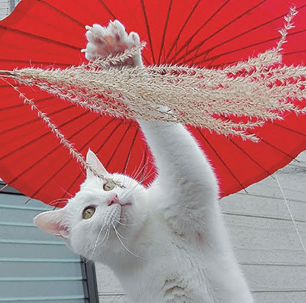 遊ぶ猫