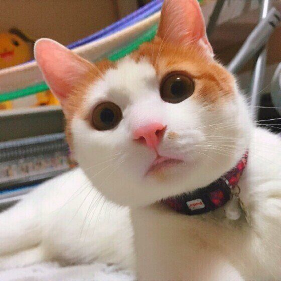 見つめる猫