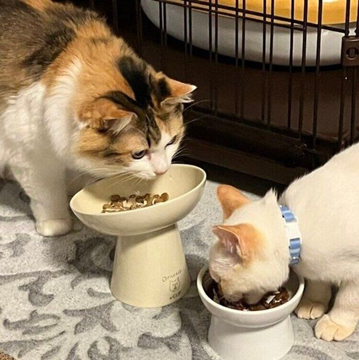 一緒にゴハンを食べるアリスちゃんとポコちゃん