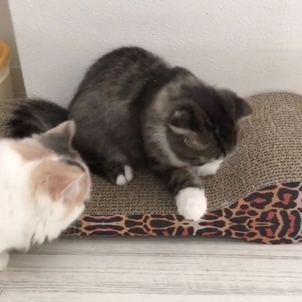 ケンカする猫