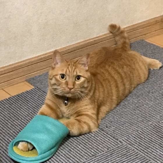 スリッパで遊ぶ猫