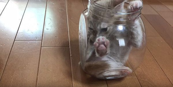 瓶の中の猫