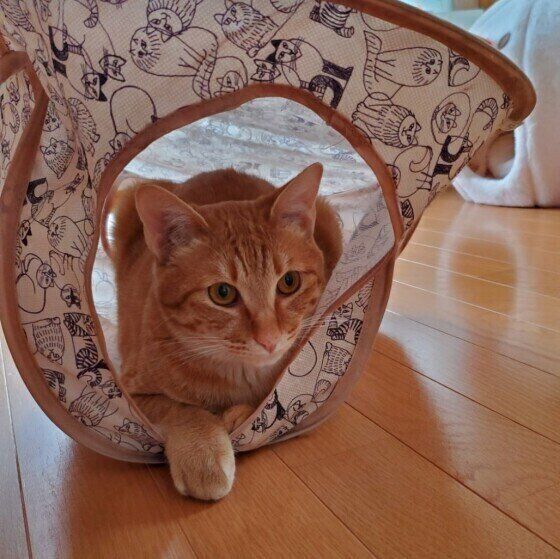 茶トラのむぎたんちゃん