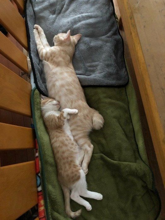 2匹で一直線に寝る猫たち