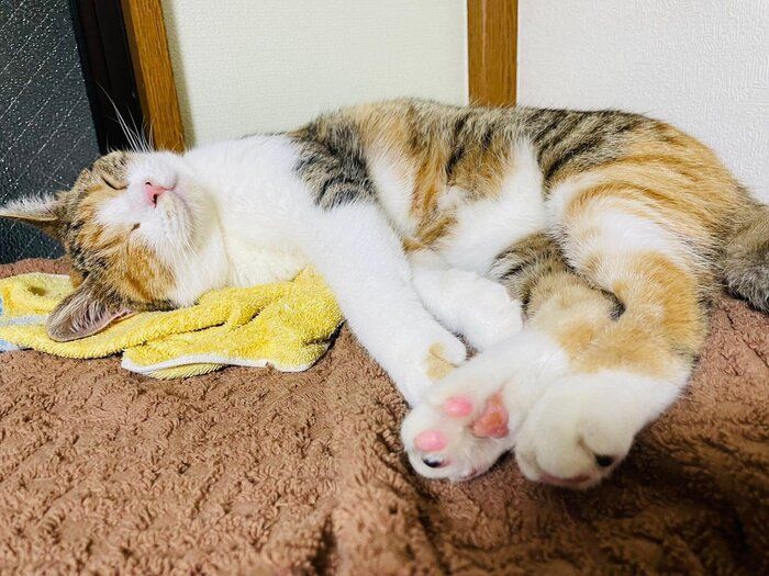 お迎え当時のちゃちゃみちゃん