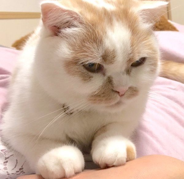 飼い主さんの手に触れるホイップクリームちゃん