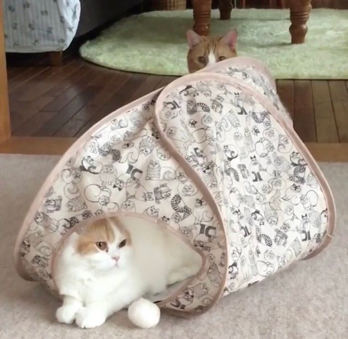 仲良く遊ぶきなこちゃんとはなちゃん