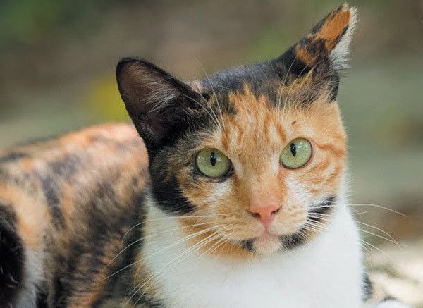 見つめる猫