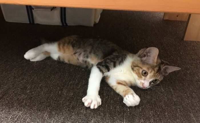 寝そべっている生後4カ月の猫