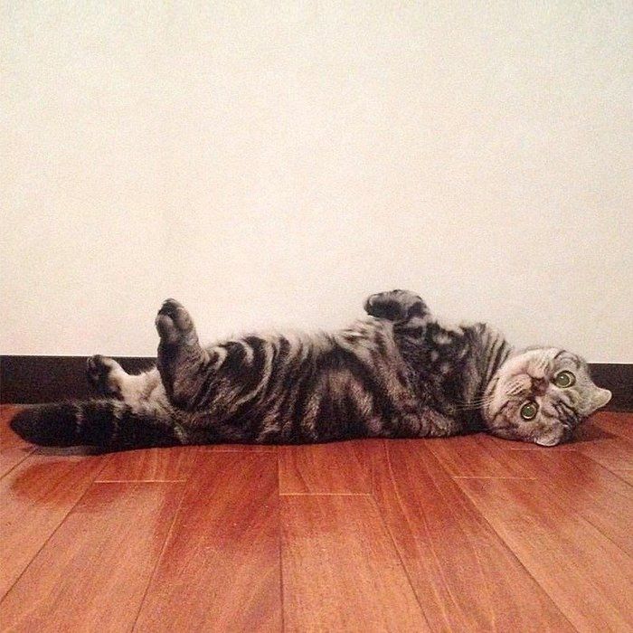 @tacos_cat