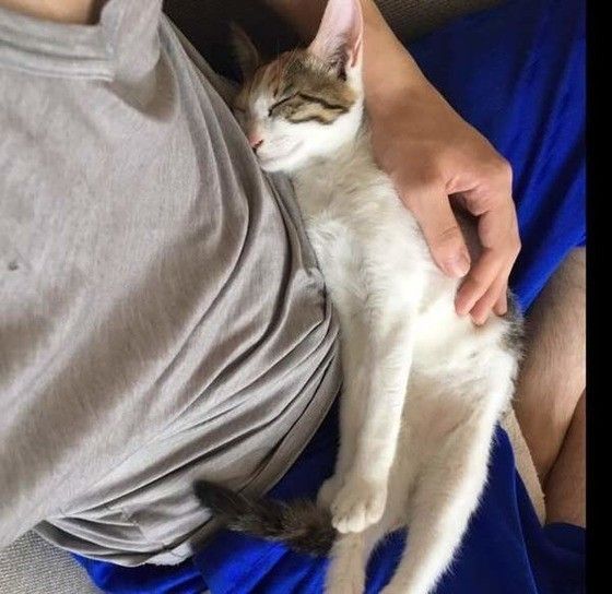 ミケのさくらちゃん