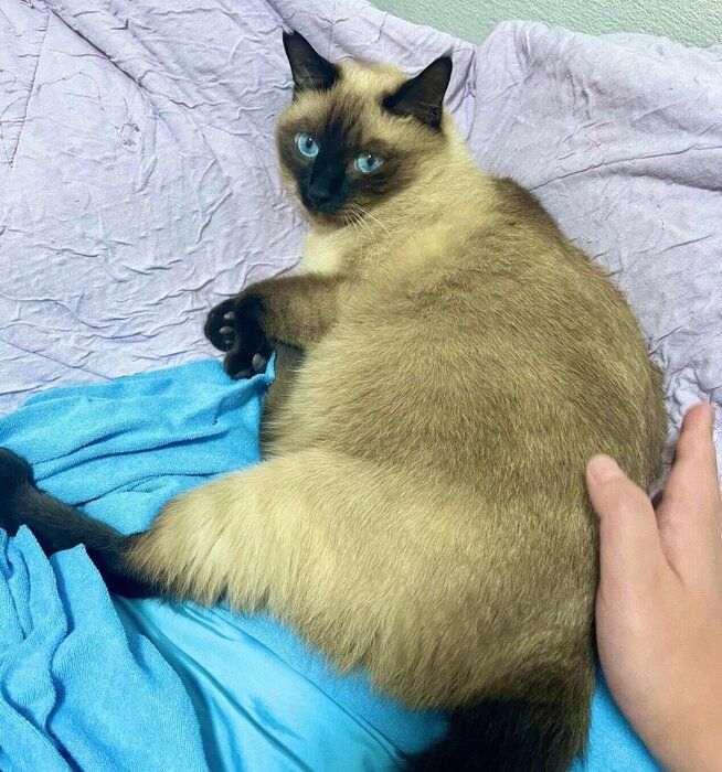 くつろぐナッツくん
