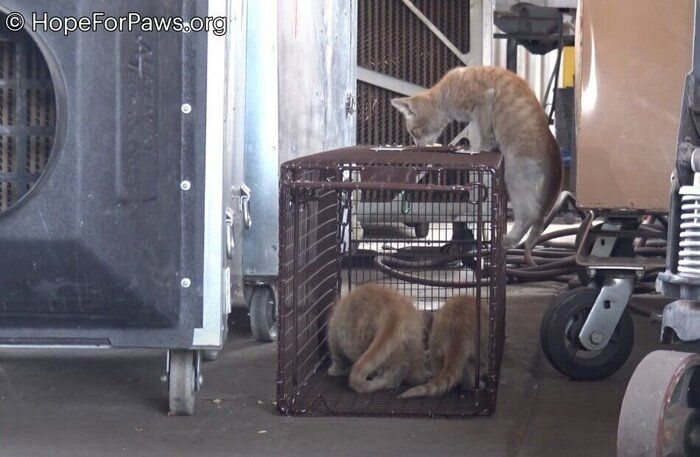 保護される子猫たち