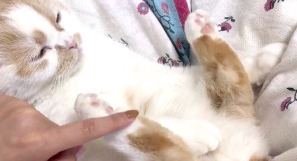 目力で訴えるスコティッシュフォールド