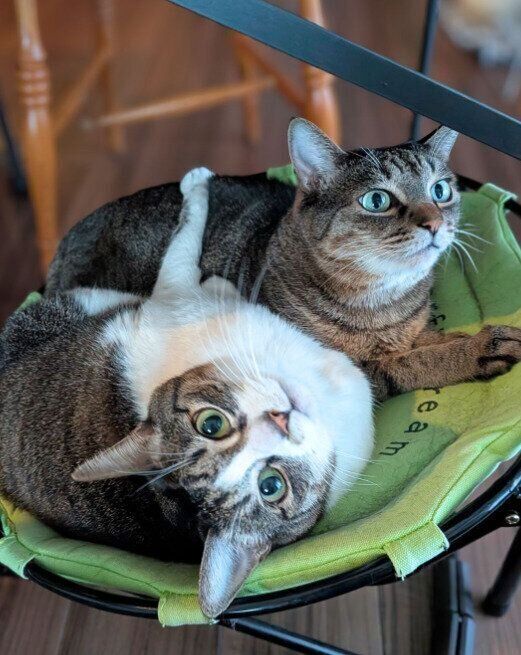ハンモックの上でくつろぐ2匹の猫