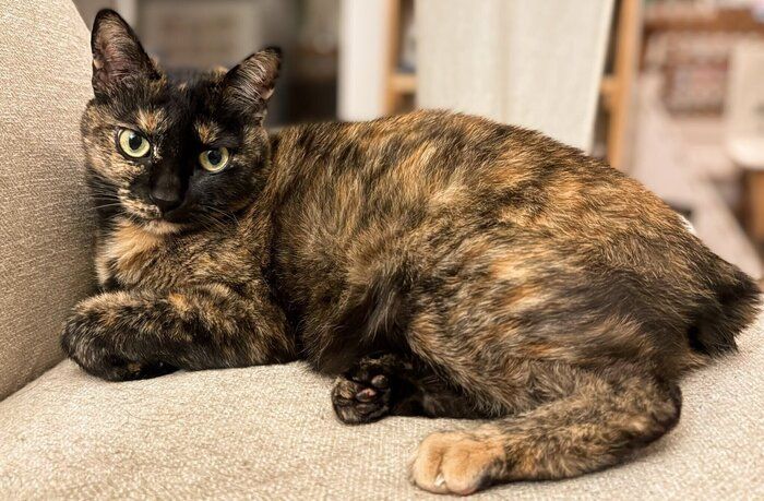 まったりするよもぎちゃん