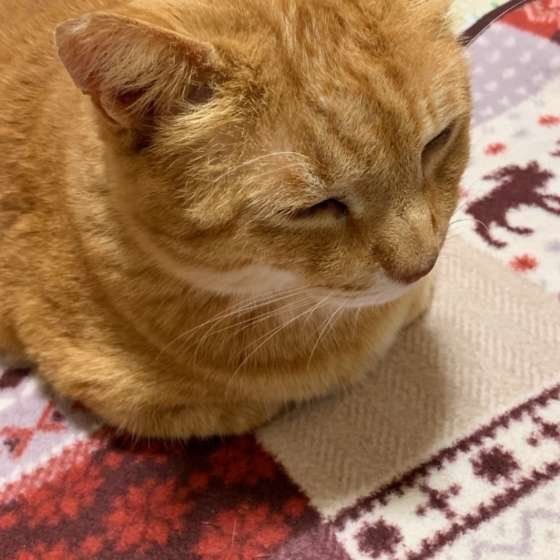 香箱座りする猫