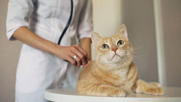 診察を受ける猫