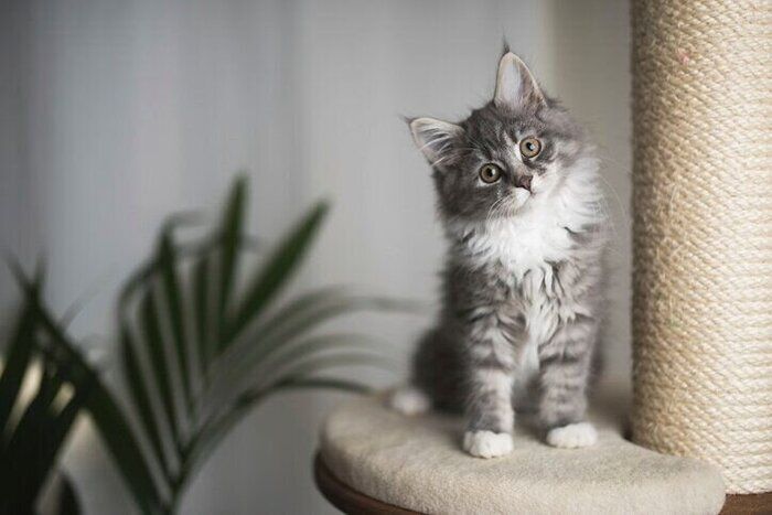 キャットタワーに登る猫