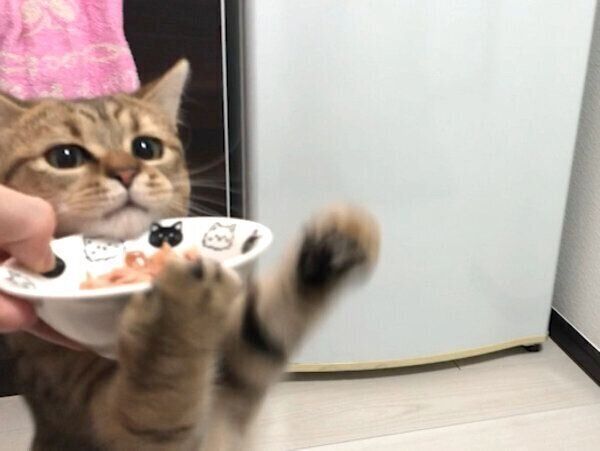 猫缶がおいしすぎてパニックになるみにらくん