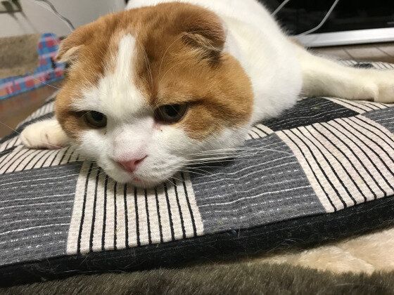 見つめるスコティッシュフォールド