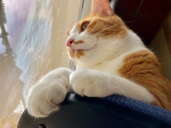 くつろぐ猫