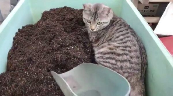 飼い主さんの作業の邪魔をするコタローくん