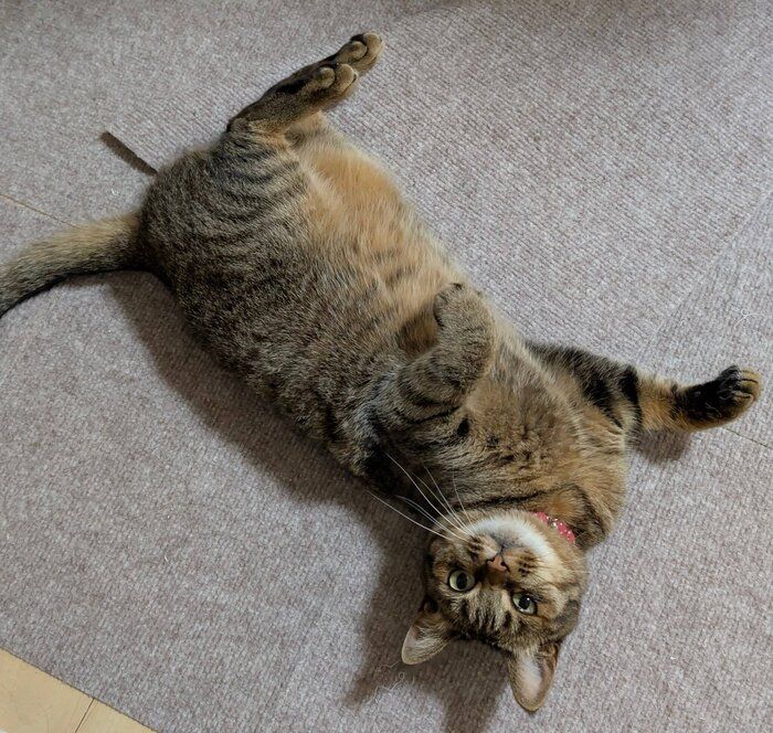 お腹を見せてくつろぐ猫