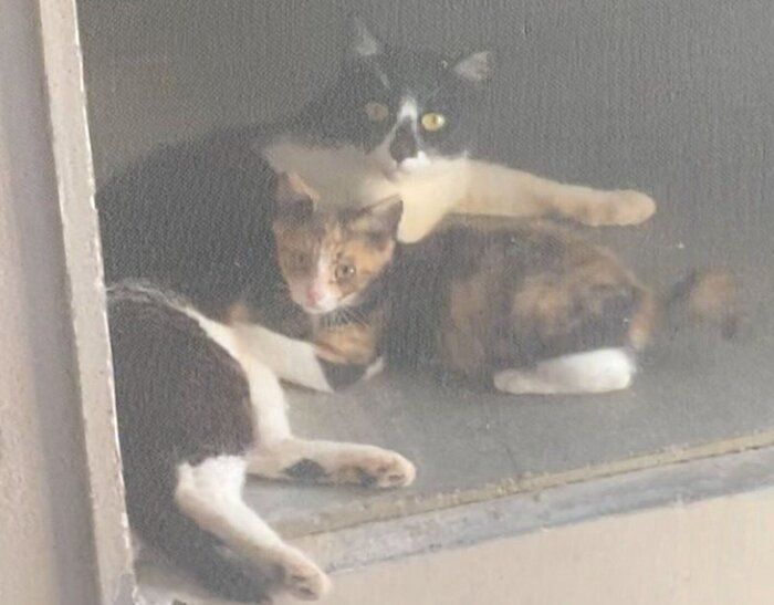 野良猫時代のまめさん、みたらしちゃん