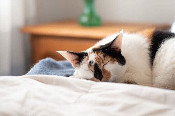 眠る猫