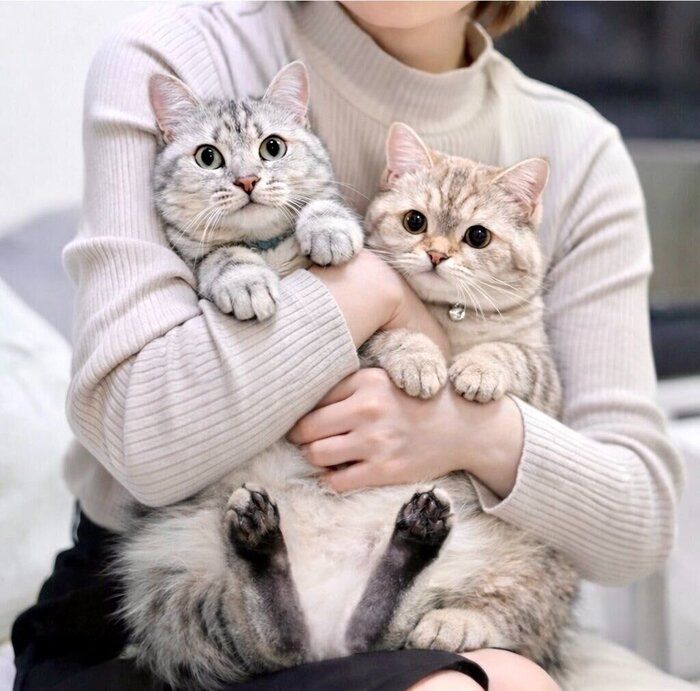 抱っこされている2匹の猫