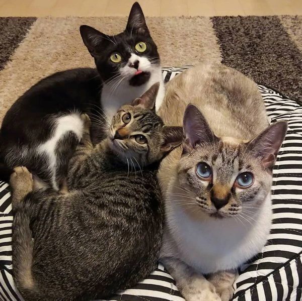 猫団子