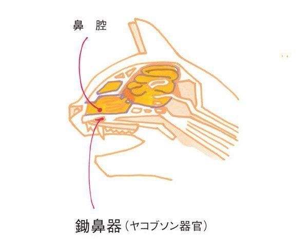 猫の「フレーメン反応」とは