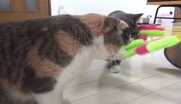 ねこじゃらしで遊ぶ猫