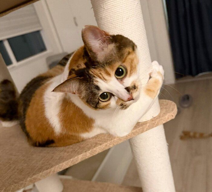 可愛いポーズをするコムギちゃん