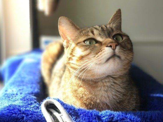 くつろぐ猫