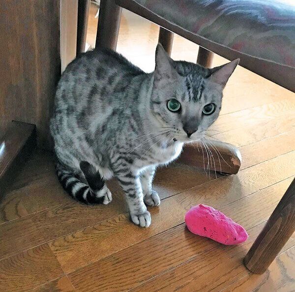 おもちゃを落とすシエルくん