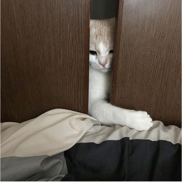 隙間猫