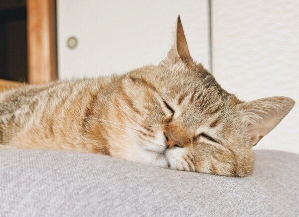 気持ちよく眠るまるちゃん