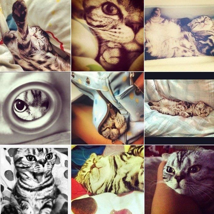 @tacos_cat