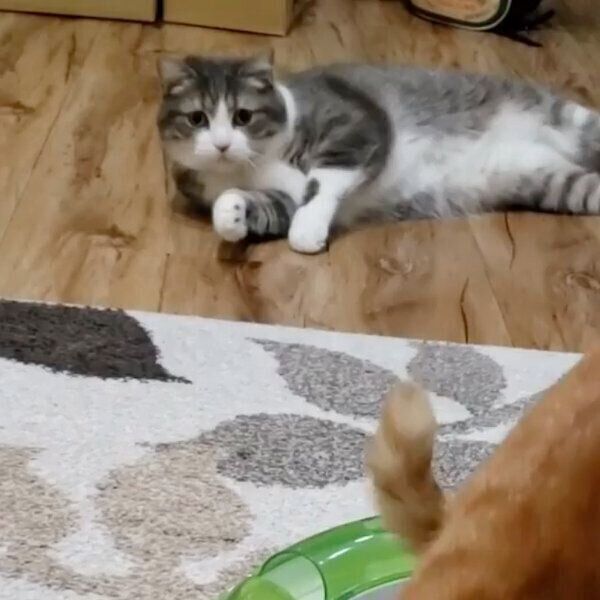 起き上がるシオちゃん