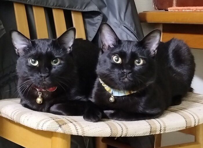 お迎えして数カ月経ったころのはるなちゃん、ムサシくん。