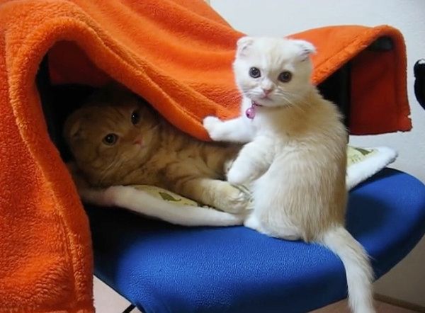 2匹の猫