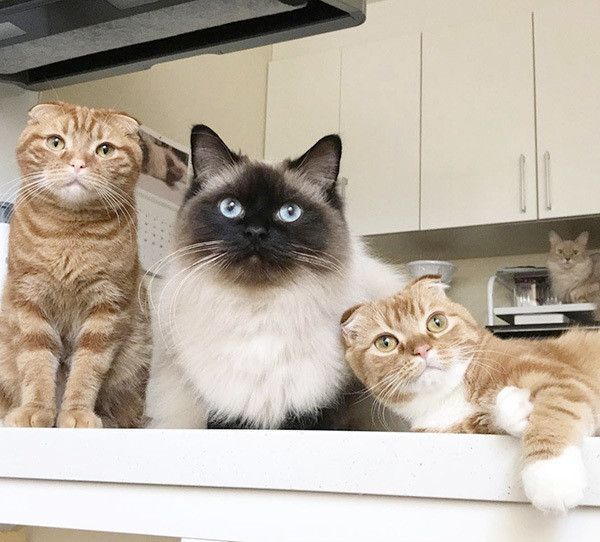 見つめる猫